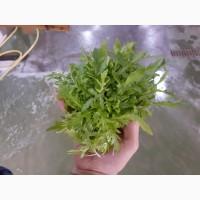 Итальянская компания надасть великий асортимент продуктов от зелени до фруктов и овощей по