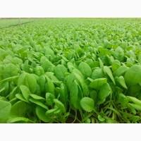 Итальянская компания надасть великий асортимент продуктов от зелени до фруктов и овощей по