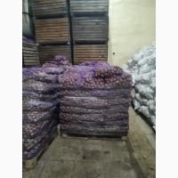 Семенной картофель Ривьера