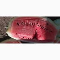 Арбуз кавун оптом