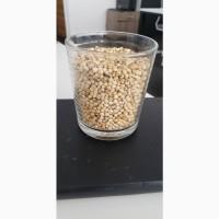 Продам сорго біле, 600т., Жашківський елеватор