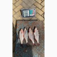 Продам тарань в объёме