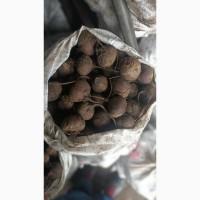 Продам буряк