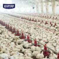 КУРІЯР - виробник курятини, Львівська область