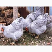 Інкубаційне яйце (курчата). Віандот: біле золото, лаванда, помаранчевий