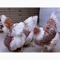 Інкубаційне яйце (курчата). Віандот: біле золото, лаванда, помаранчевий