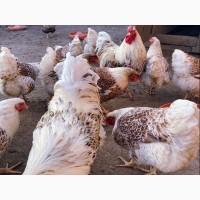 Інкубаційне яйце (курчата). Віандот: біле золото, лаванда, помаранчевий