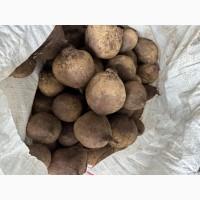 Продам Буряк Пабло
