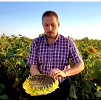 Сортовий соняшник Синельниківський УльтраРанній (СУР), Екстра