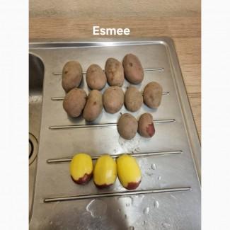 Картопля насінева в асортимені