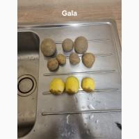 Картопля насінева в асортимені