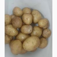 Картопля насінева в асортимені