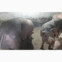 Продам свиней живою вагою