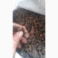 Продам оптом лікарські рослини від 1т