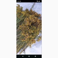 Продам оптом лікарські рослини від 1т