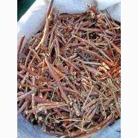 Продам оптом лікарські рослини від 1т