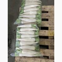 Продам редьку Дайкон