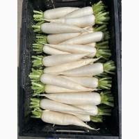 Продам редьку Дайкон