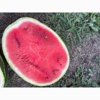 Продам Кавун, БЕЗ ХІМІЇ червоний, жовтий