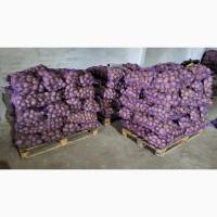 ОПТ товарна та насінева картопля: Арізона, Гала, Мелоді