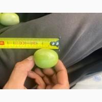 Продам зелений помідор