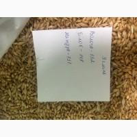 Ячмінь голозерний на крупу