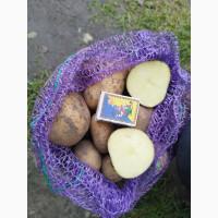 Продаю картоплю велику