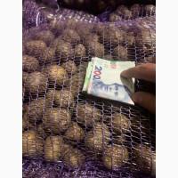 Господарство реалізує картоплю ранню 5 сортів від 10 тонн, 2 га репродукція