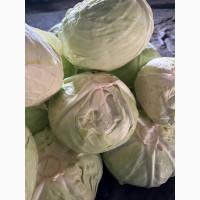 Продам капусту на переробку