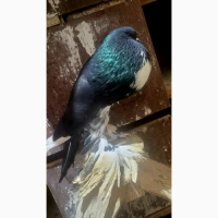 Голуби Дутиші Помаранські