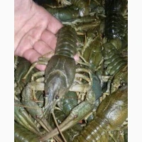 Куплю раки