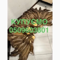 Купуємо по хороших цінах куницю шкіри бобра