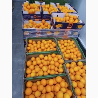 Мандарини Муркотт, Танго, Надоркотт, Ортанік