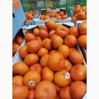 Мандарини Муркотт, Танго, Надоркотт, Ортанік