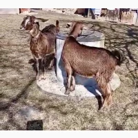 Продам Нубійські кози + мама (молочна) - вигідно