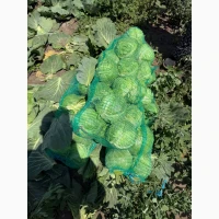 Продам капусту