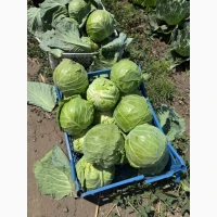 Продам капусту