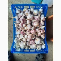 Продам свіжий часник Сорту Любаша