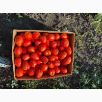 Продам помідор