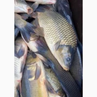 Продам живу рибу