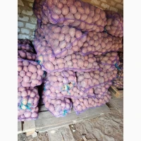 Продам картоплю Белароса