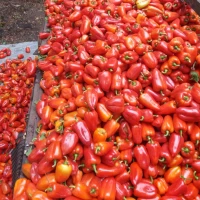 Продам перець