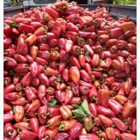 Продам перець