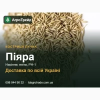 Купити насіння костриці лучної Піяра - еліта, РН-1