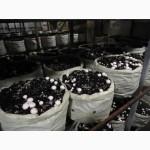 Мицелий шампиньонов