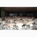 Мицелий шампиньонов