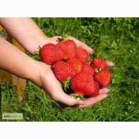 Продам клубнику оптом
