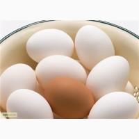 Продам фермерское и домашнее яйцо