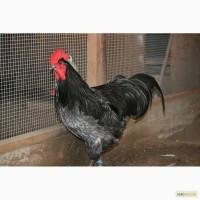 Куры породы Австралорп (Australorp)