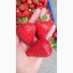 Продам рассаду клубники сорт СИРИЯ